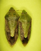 갈색날개노린재 암컷과 수컷1